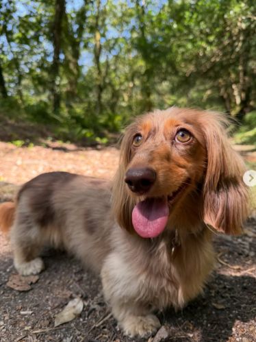 A dapple dachshund enjoying the Cornwall holiday