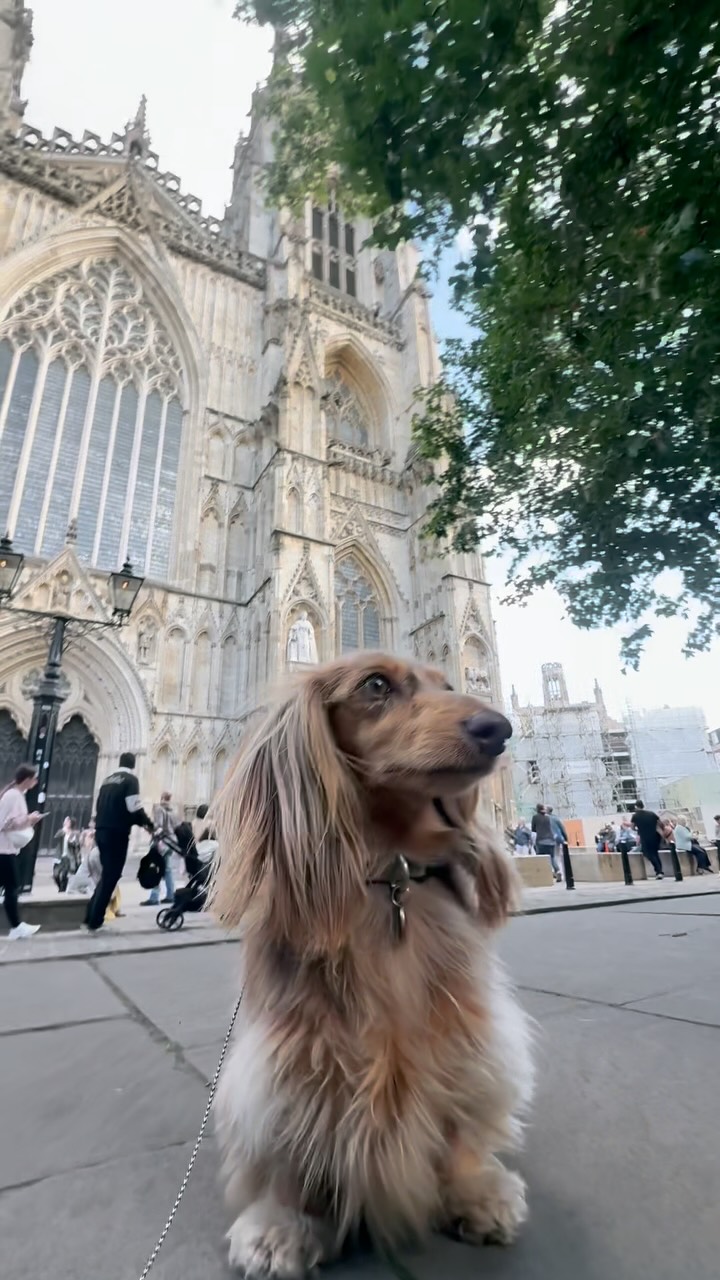Luna and Dottie — York, thoroughly sniffed