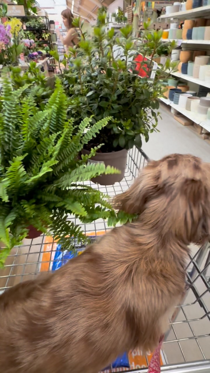 Luna and Dottie — Shopping, sausage style