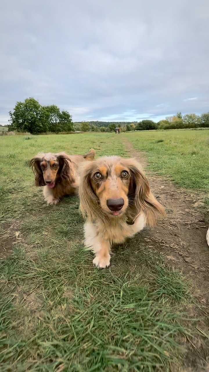 Luna and Dottie — A little adventure in Pangbourne
